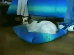Analed và Dped mật o ...